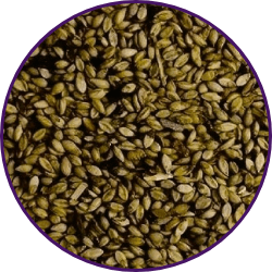 Imagem dos grãos do produto Brachiaria Decumbens cv. Basilisco